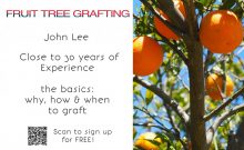 Fruit-Trees-Grafting 0317
