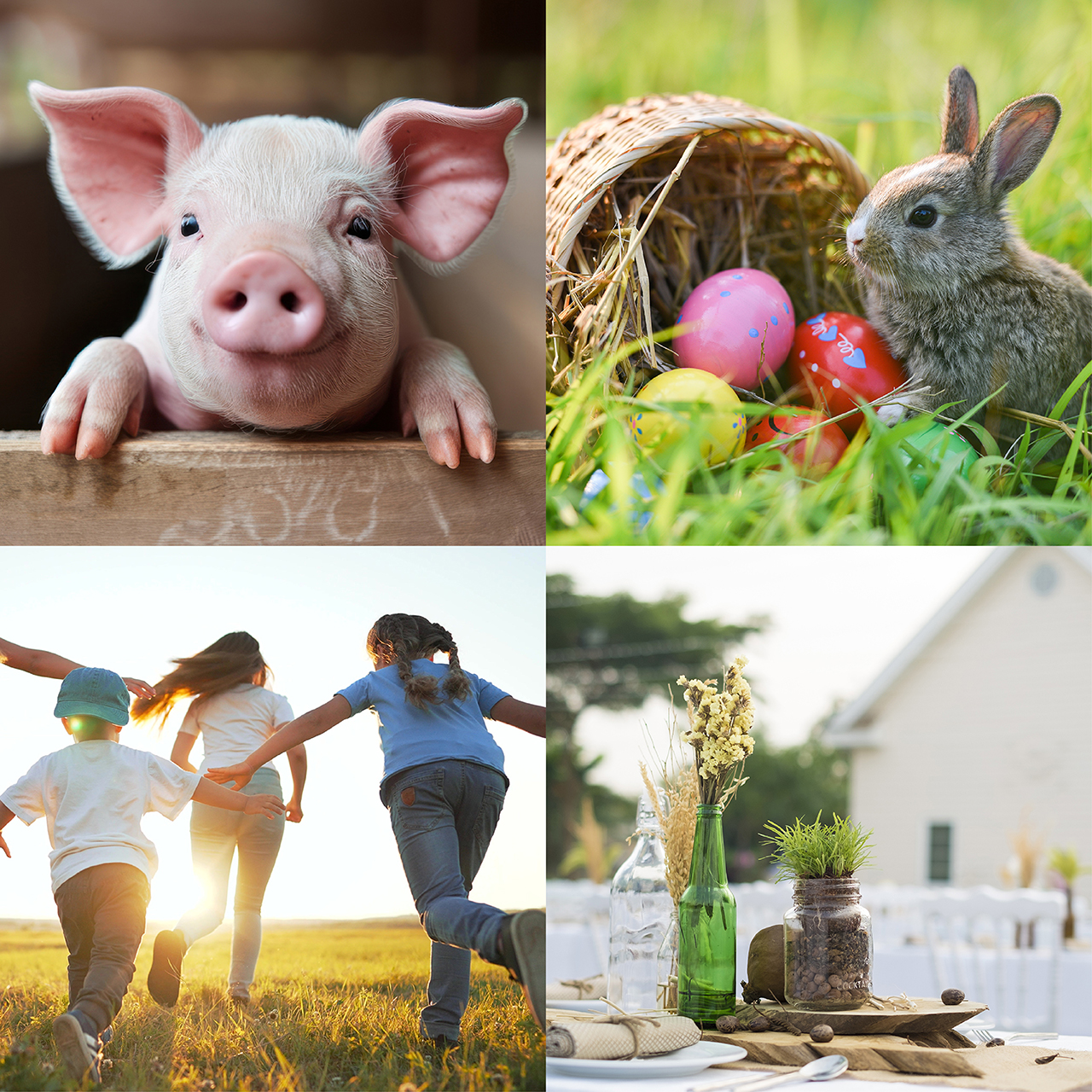 BWLA happy farm